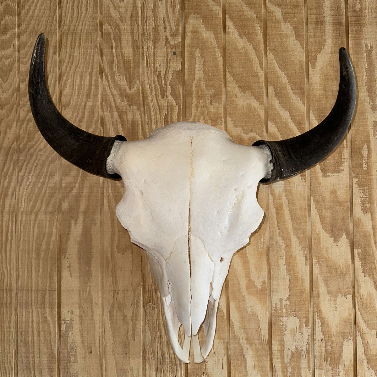 Bison Skull for Sale